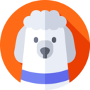 animals,mammal,pet,animal kingdom,dog,french poodle ok 